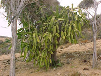 Dendrocereus nudiflorus