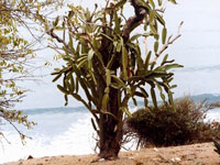 Dendrocereus nudiflorus