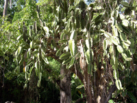 Dendrocereus nudiflorus