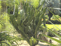 Dendrocereus nudiflorus