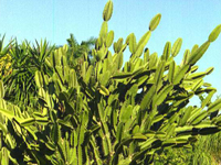 Dendrocereus nudiflorus