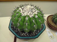 Discocactus placentiformis