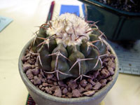 Discocactus placentiformis