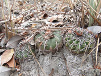 Discocactus placentiformis