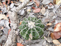 Discocactus placentiformis