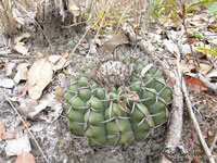 Discocactus placentiformis