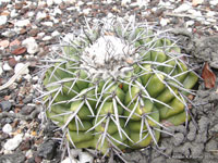 Discocactus placentiformis