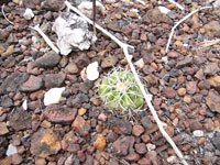 Discocactus placentiformis