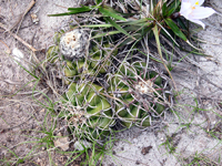 Discocactus placentiformis