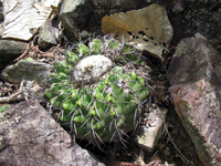 Discocactus placentiformis