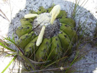 Discocactus pseudoinsignis