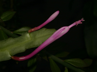 Disocactus quezaltecus