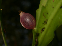 Disocactus quezaltecus