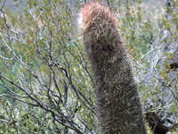 Denmoza rhodacantha