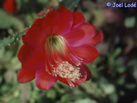 Disocactus speciosus