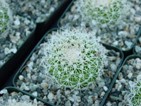 Discocactus zehntneri