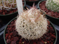 Discocactus zehntneri