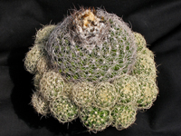 Discocactus zehntneri