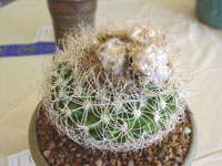 Discocactus zehntneri