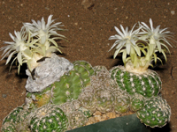 Discocactus zehntneri