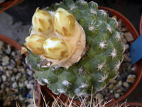 Discocactus zehntneri