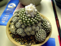 Discocactus zehntneri