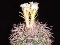 Discocactus zehntneri