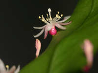 Pseudorhipsalis acuminata