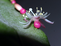 Pseudorhipsalis acuminata