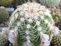 Echinocereus adustus