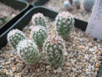 Echinocereus adustus