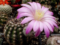 Echinocereus adustus