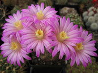 Echinocereus adustus