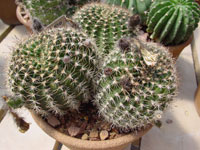 Echinopsis ancistrophora