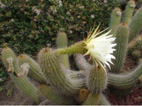 Echinopsis angelesii