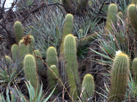 Echinopsis angelesii