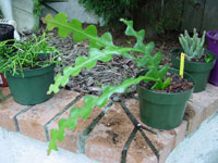 Epiphyllum anguliger