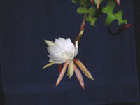 Epiphyllum anguliger