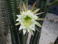 Echinopsis arboricola