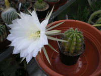 Echinopsis arebaloi