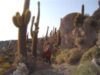 Echinopsis atacamensis