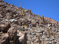 Echinopsis atacamensis