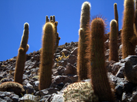 Echinopsis atacamensis