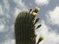 Echinopsis atacamensis