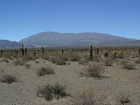 Echinopsis atacamensis