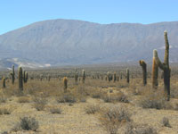 Echinopsis atacamensis