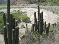 Echinopsis atacamensis