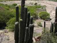 Echinopsis atacamensis