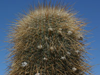 Echinopsis atacamensis