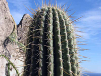 Echinopsis atacamensis